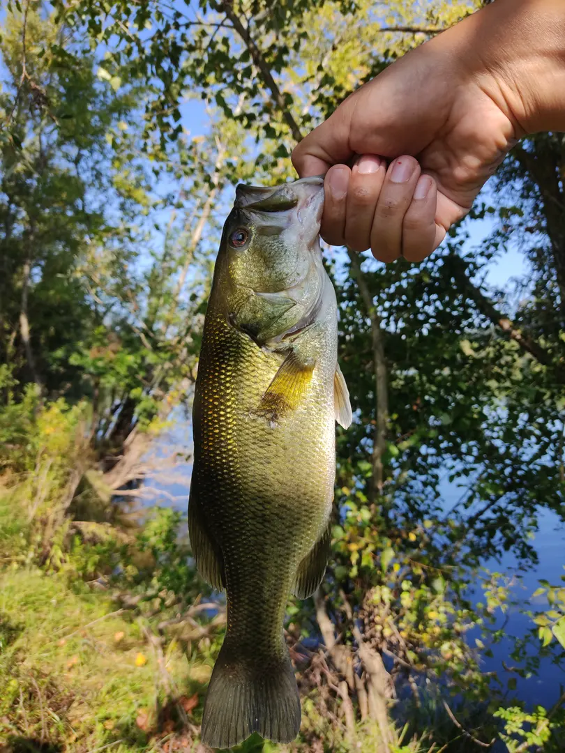 Bassfishing with lure.